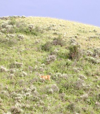 A deer in an open field.